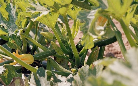 1.Zucchinistock-bohrerhof-eigener-anbau