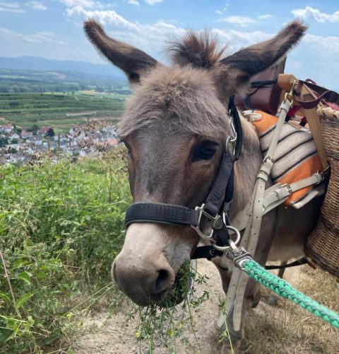 Eselwanderung